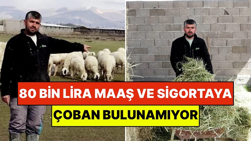 Anadolu’da Çoban Krizi: 80 Bin Lira Maaş ve Sigorta Çare Olmuyor!