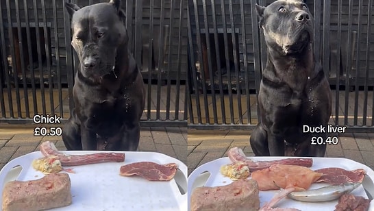 Ultimate Patience Test: Content Creator Challenges Dog by Placing Favorite Foods Right in Front of It