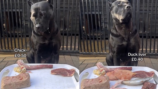 Ultimate Patience Test: Content Creator Challenges Dog by Placing Favorite Foods Right in Front of It