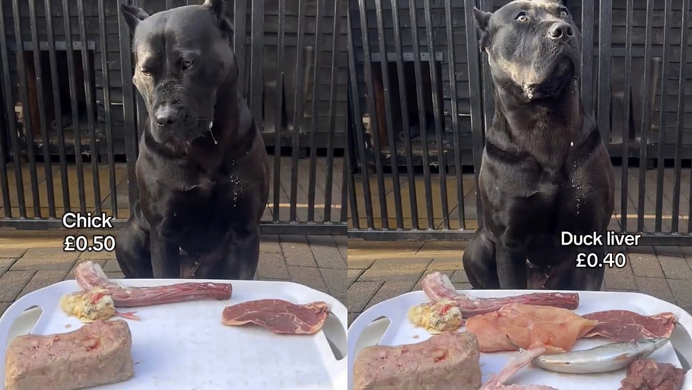 Ultimate Patience Test: Content Creator Challenges Dog by Placing Favorite Foods Right in Front of It