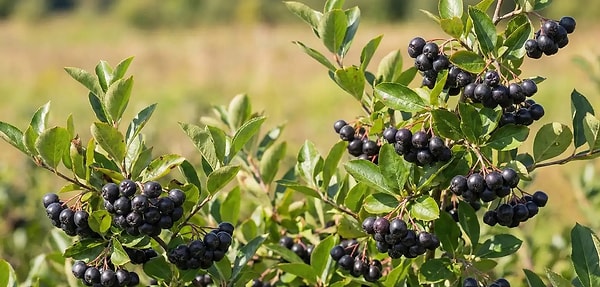 Aronyanın faydaları ise saymakla bitmiyor: