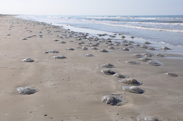 Kızıldeniz’den geldiği değerlendirilen dev, ölü denizanaları Silifke ilçesindeki Kum Mahallesi kıyılarına vurdu.
