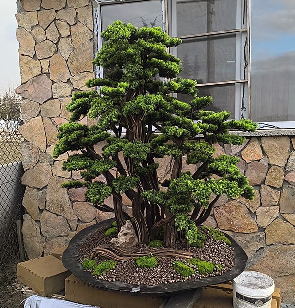 Toplanan bu bitkiler, atölyelerde usta ellerde işlenerek modern sanat objelerine, şık dekoratif ürünlere ve hediyelik eşyalara dönüştürülüyor.