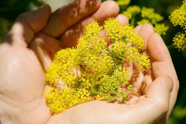 Silphium, Antik Roma ve Yunan dünyasında hem tıbbi hem ekonomik açıdan olağanüstü değer gören, günümüzde soyu tükenmiş bir bitki olarak bilinir.