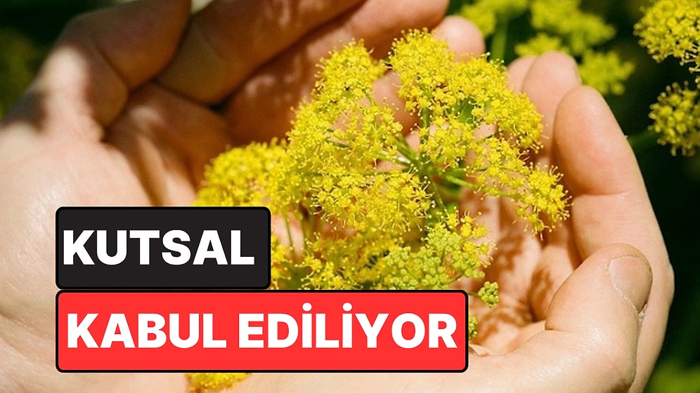 Antik Dünyada Doğum Kontrolü ve Afrodizyak Olarak Kullanılan Gizemli Bitki