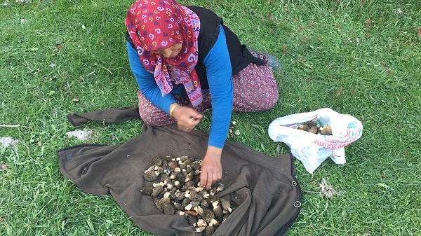 Mantar toplamanın göründüğü kadar kolay olmadığını belirten Mehmet Kara ise işin zahmetine dikkat çekiyor:
