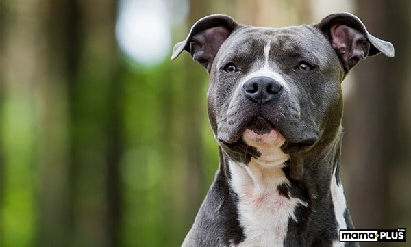 American Pitbull