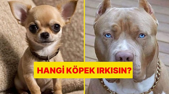 Köpek Olsaydın Hangi Cins Olurdun?