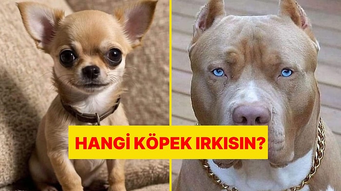 Köpek Olsaydın Hangi Cins Olurdun?