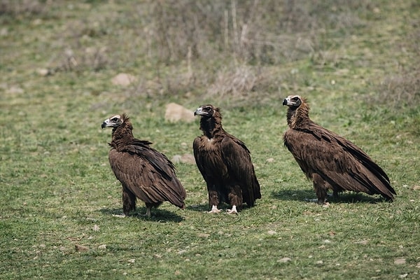 Genelde tek ya da küçük gruplar halinde görülen kara akbabalar, bu kez dev sürü halinde ortaya çıktı