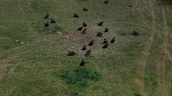 Kanat açıklığı 3 metreyi buluyor, Avrupa’nın en büyük kuşları arasında yer alıyor
