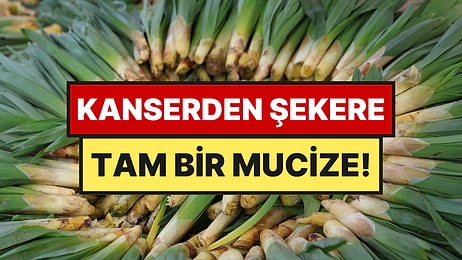 Dağların "Doğal Antibiyotiği" Tezgaha İndi: Kilosu 100 Liradan Satılıyor