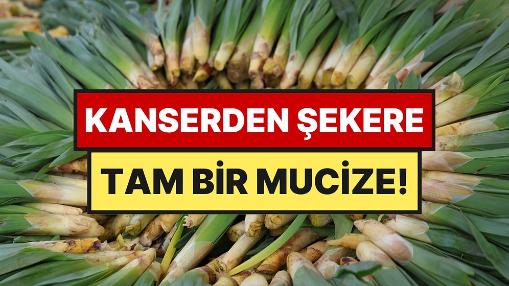 Dağların "Doğal Antibiyotiği" Tezgaha İndi: Kilosu 100 Liradan Satılıyor