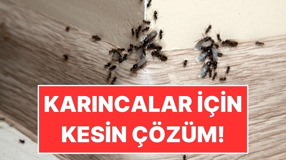 Evdeki Karıncalardan Kurtulmanın En Pratik Yolu: 1 Gecede Gidiyorlar