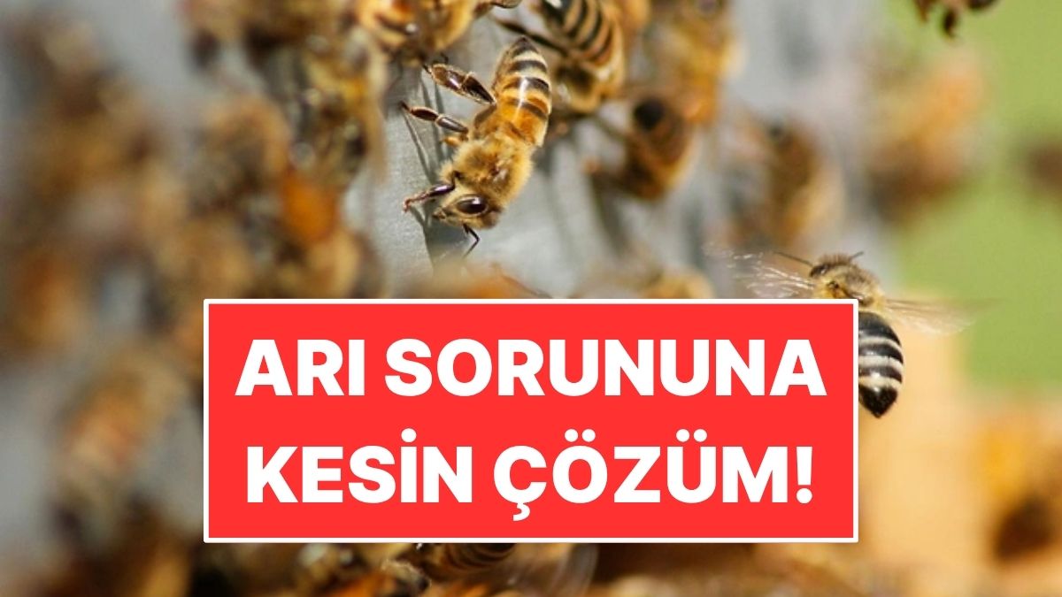 Evde ve Bahçede Arı Sorununa Son: 1 Küçük Hamle Yetiyor