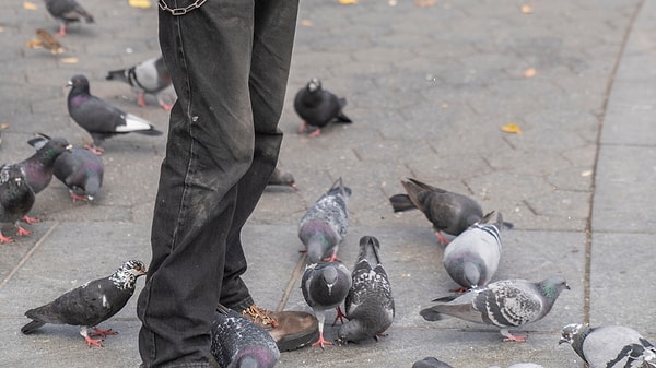Şehir hayatı hayvanları aynı kalıba sokuyor