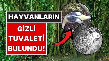 Kosta Rika’da Hayvanların Ortak Kullandığı 'Tuvalet Ağacı' Ortaya Çıktı