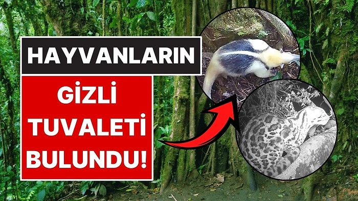 Kosta Rika’da Hayvanların Ortak Kullandığı 'Tuvalet Ağacı' Ortaya Çıktı