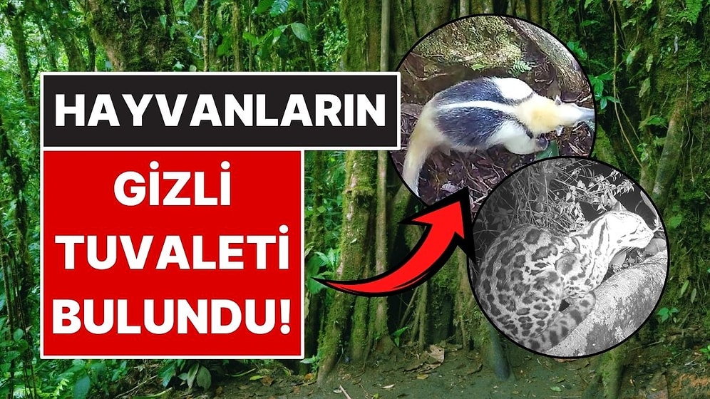 Kosta Rika’da Hayvanların Ortak Kullandığı 'Tuvalet Ağacı' Ortaya Çıktı