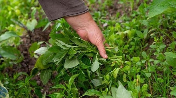 Neden Bu Kadar Güçlü?