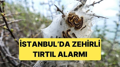 İstanbul'da Alarm Verildi: Zehirli Tırtıl Hem Canlıları Hem Ormanları Tehdit Ediyor