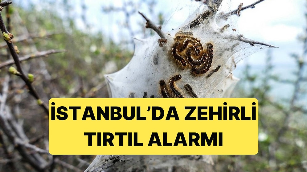 İstanbul'da Alarm Verildi: Zehirli Tırtıl Hem Canlıları Hem Ormanları Tehdit Ediyor