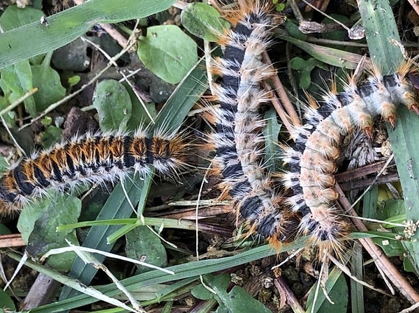 İnsanlar içi tehlikesi büyük, avcı böcekler sahaya sürüldü.
