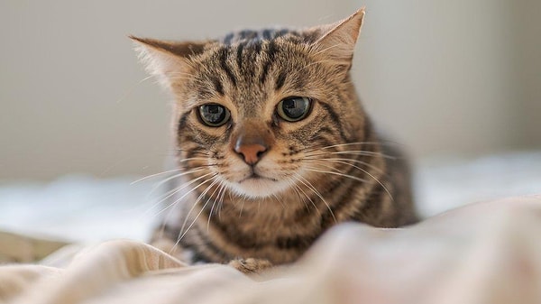 Kulak, bıyık ve bakış hareketleri aslında açık mesaj veriyor