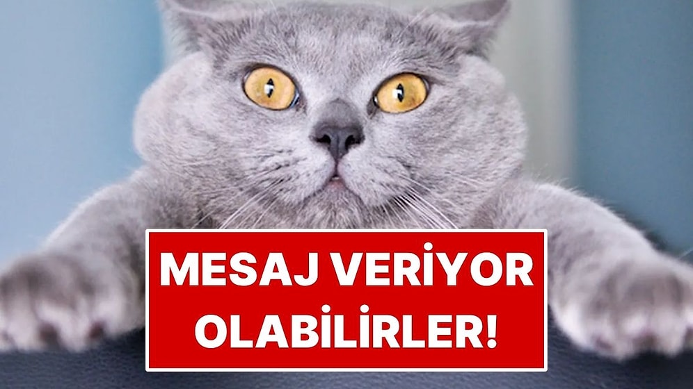 Kediniz Size Sürekli Mesaj Veriyor Olabilir! Gizli Dilleri Çözüldü