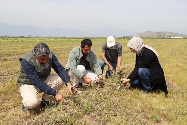 İzmir Tarım ve Orman İl Müdürü Kahraman Akdoğan, kuşkonmazın üretim avantajlarına dikkat çekerek şunları söyledi: