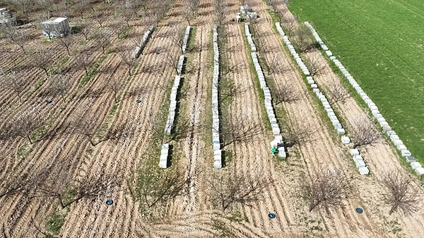 İklim Koşullarına Uyum Sağlayan Badem Ağaçları Kuru Tarımın Yapıldığı Bölgelerde Birinci Tercih Haline Geldi