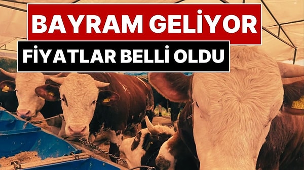 Kurban Bayramı Geliyor! Kurbanlıklarda Fiyatlar Belli Oldu: Kurbanlık Fiyatları Ne Kadar?