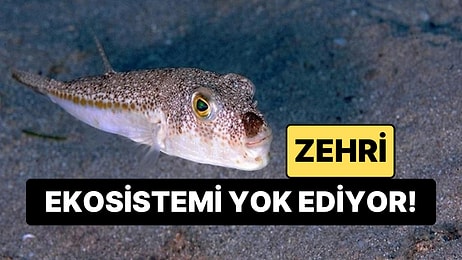 Bu Balığı Avlayana Para Ödülü Var: 6 Yılda 665 Bin Avlandı, 50 Milyonunun Doğması Engellendi