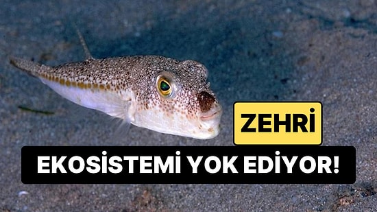 Bu Balığı Avlayana Para Ödülü Var: 6 Yılda 665 Bin Avlandı, 50 Milyonunun Doğması Engellendi