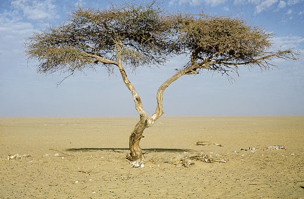 Sahra’nın ortasında 400 yıl tek başına ayakta kaldı