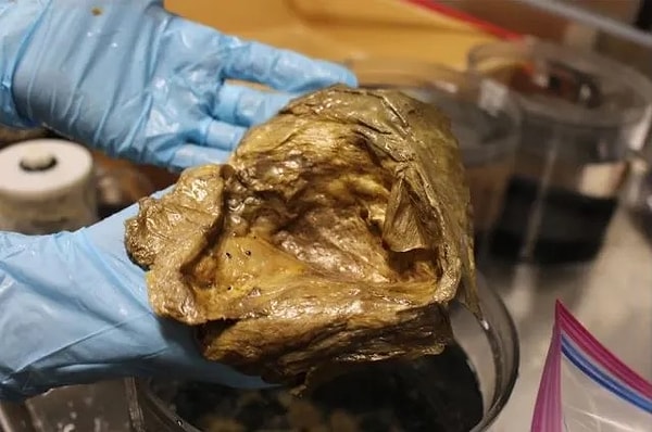 İleri seviye genetik analizler ve tüm genom dizileme yöntemiyle gizemli yapının biyolojik kimliği kesinleşti