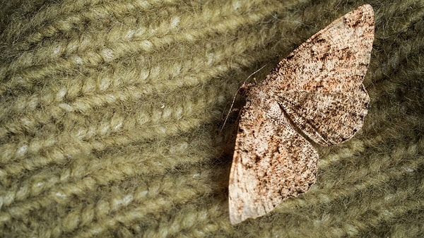 Güvelerden kurtulmak için evde uygulanacak en etkili yöntemler