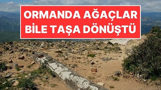Bu Ormanda Ağaçlar Bile Taşa Dönüştü: Tam 39 Milyon Yıllık
