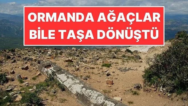 Bu Ormanda Ağaçlar Bile Taşa Dönüştü: Tam 39 Milyon Yıllık