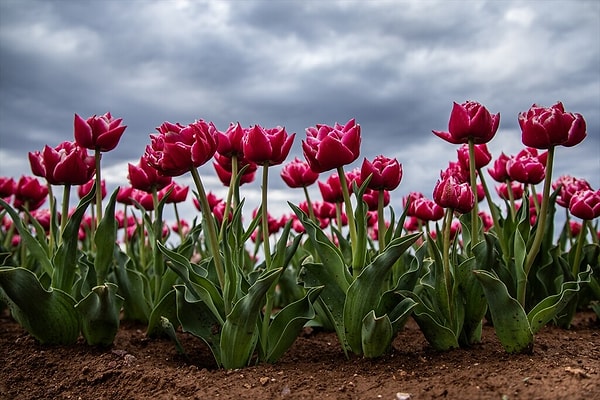 Nisan ayının sonuna kadar ziyaret edilebiliyor.