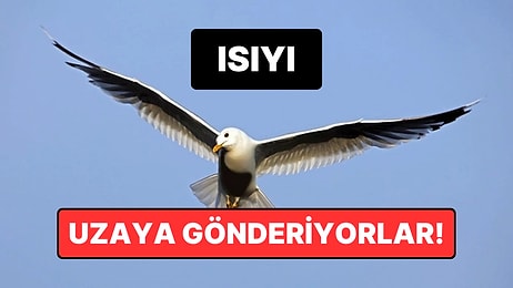 Kuşların “Gizli Gücü” Ortaya Çıktı: Isıyı Uzaya Kadar Gönderebiliyorlar