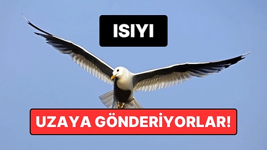 Kuşların “Gizli Gücü” Ortaya Çıktı: Isıyı Uzaya Kadar Gönderebiliyorlar
