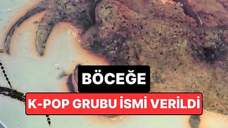 Bilim İnsanları 100 Milyon Yıllık Fosil Böceğe K-Pop Grubu İsmi Verdiler