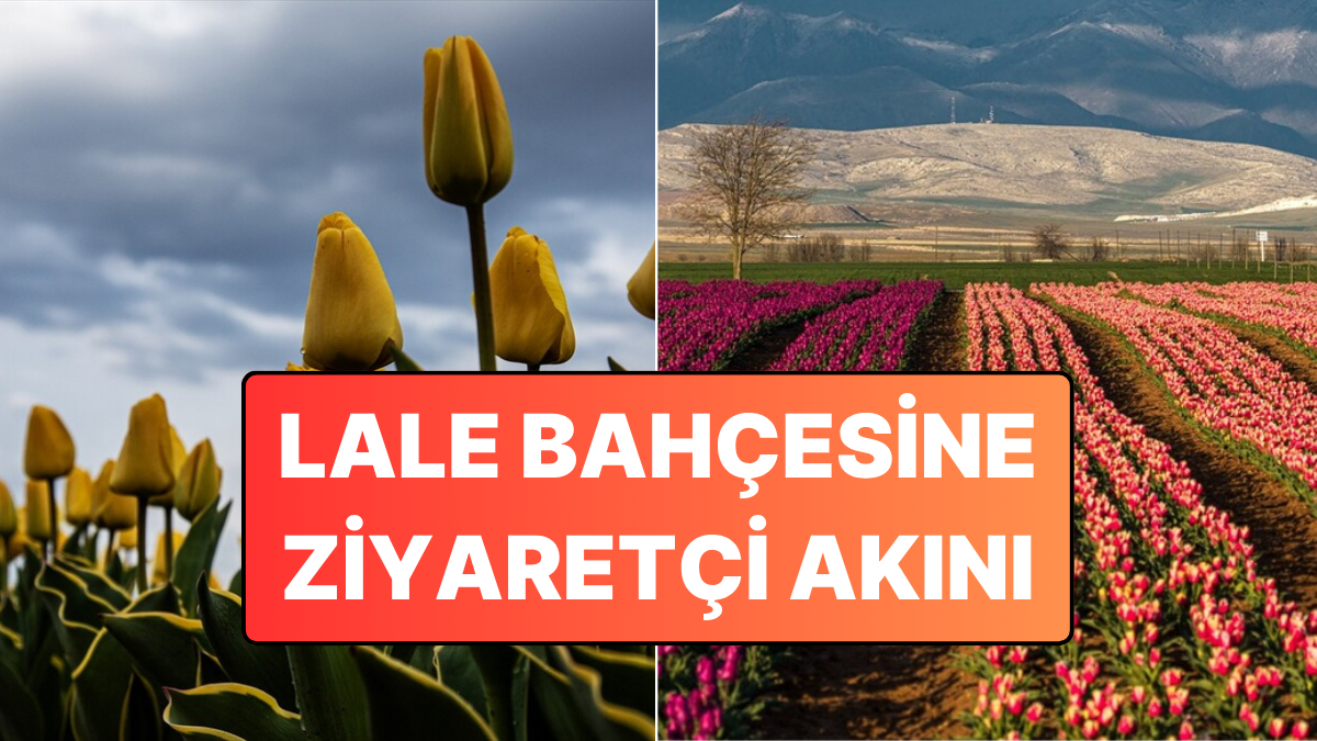 Görenler Hollanda Zannediyor Ama Burası Türkiye'de! Uçsuz Bucaksız Lale Bahçesine Ziyaretçi Akını