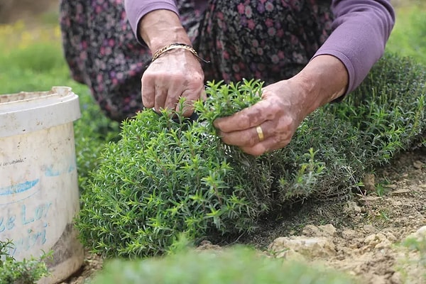 Kozkalesi Mahallesi’nde yaklaşık 8 dönümlük bir alanda yetiştirilen zahterde bu yıl verim yüz güldürüyor.