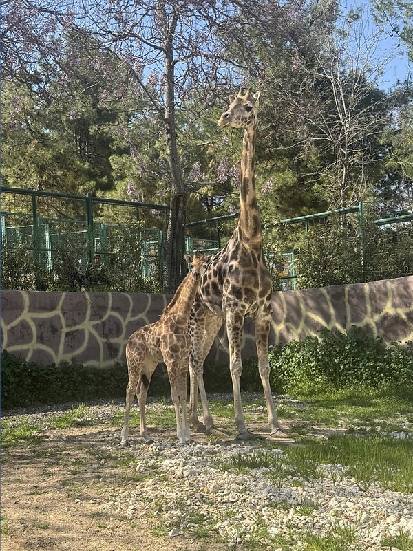 Türkiye'de ilk kez zürafa dünyaya geldi.
