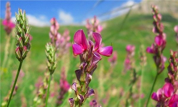Korunga, iklim değişikliğiyle beraber daha da önem kazandı.