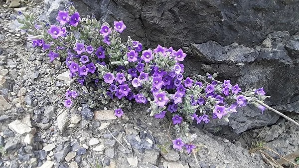 Yerel yönetimler ve eğitim kurumları bitkinin korunması için ortak hareket ediyor