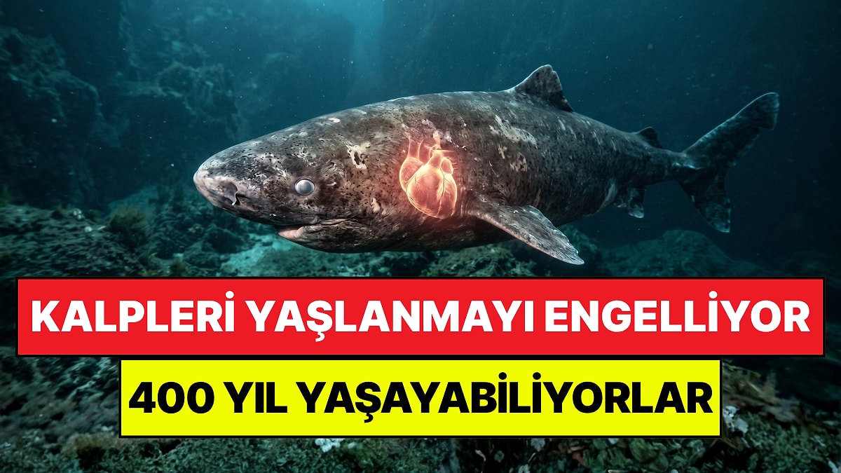 Yaşlanmayı Önlemenin Yolu Köpek Balıklarında Bulundu: 400 Yıla Kadar Yaşayabiliyorlar!