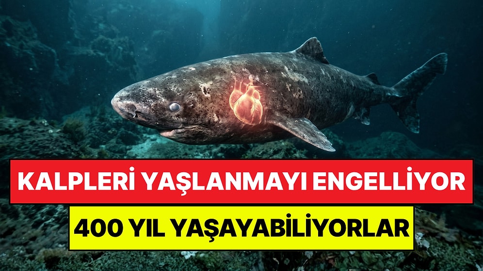 Yaşlanmayı Önlemenin Yolu Köpek Balıklarında Bulundu: 400 Yıla Kadar Yaşayabiliyorlar!
